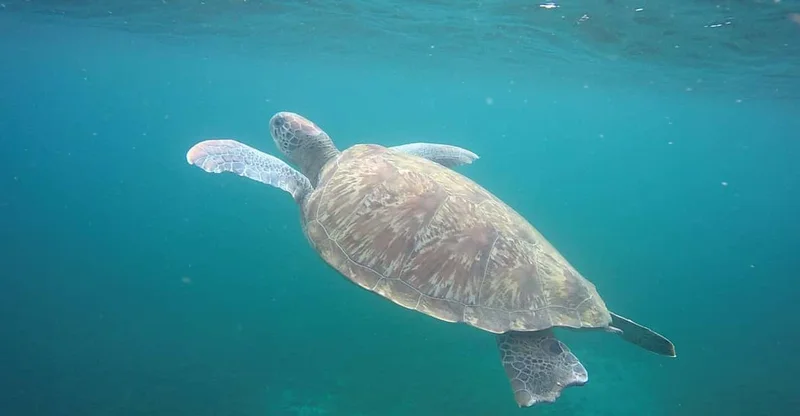 Martinique: Cruise & Snorkel with Turtles, Fish and Coral, swim with turtles in Martinique