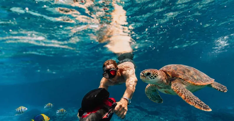 Martinique: Swim With Turtles on an Electric Underwater Scooter, swim with turtles in Martinique