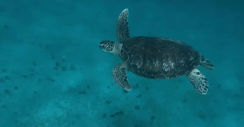 Martinique: South Beaches Cruise & Turtle Snorkel, swim with turtles in Martinique