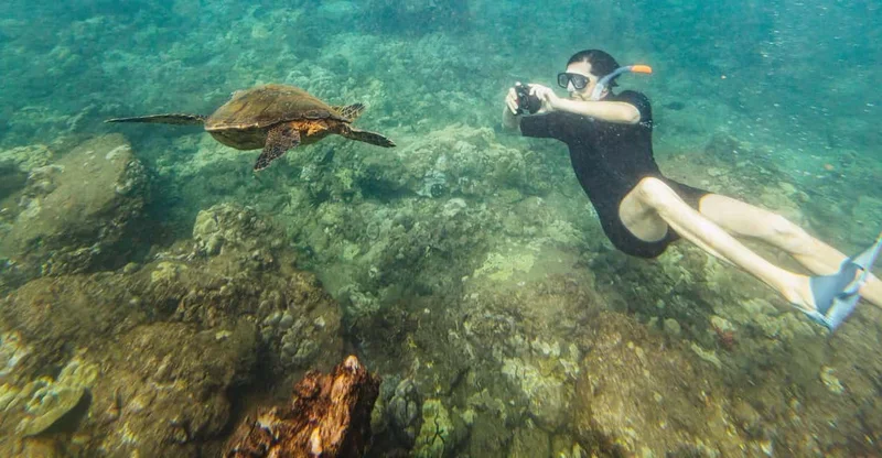 South Maui: Molokini & Turtle Town Snorkel Cruise with Meal, swim with turtles in Maui