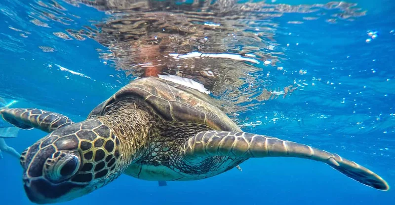 Ka'anapali Beach: Coral Reef Snorkel & Turtle Sail, swim with turtles in Maui