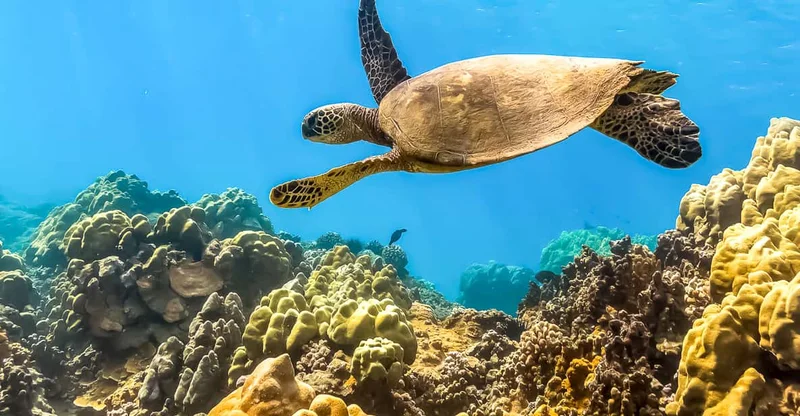 Maui: Eco-Friendly Molokini & Turtle Arches Snorkel with Meals, swim with turtles in Maui