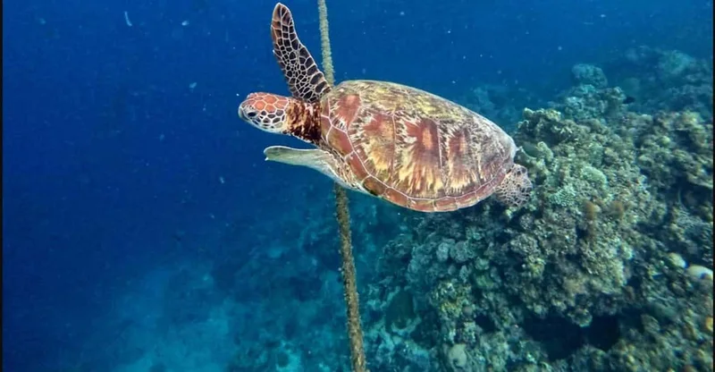 Moalboal: Turtles, Sardine Run & Kawasan Canyoneering, swim with turtles in Moalboal