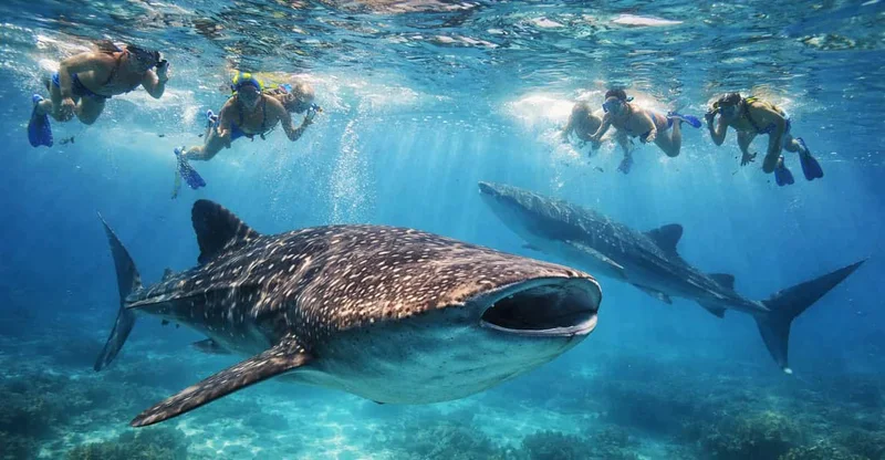 Cebu Day Tour: Moalboal Sardines, Oslob Whale Sharks & Falls, swim with turtles in Moalboal