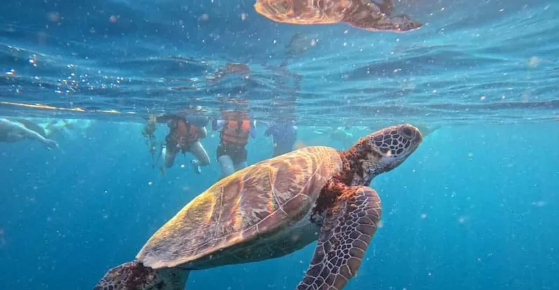 Cebu Day Tour: Moalboal Turtles, Sardines & Oslob Whale Sharks, swim with turtles in Moalboal