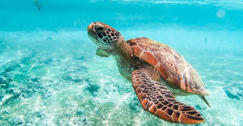 Cebu Day Tour: Moalboal Turtles, Monkey Sanctuary & Whale Sharks, swim with turtles in Moalboal
