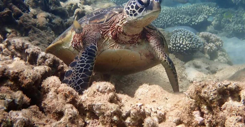 Exmouth: Ningaloo Turtle Kayak & Snorkel Half-Day Tour, swim with turtles in Ningaloo Reef