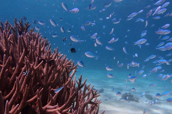 Exmouth: Half-Day 2.5hr Turtle Snorkel Tour on Ningaloo Reef, swim with turtles in Ningaloo Reef