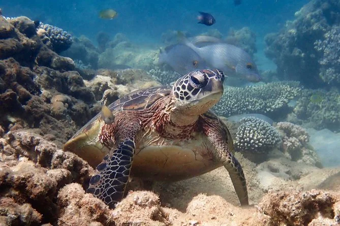 Exmouth: Bundegi Sea Kayak & Snorkel Turtle Tour, swim with turtles in Ningaloo Reef
