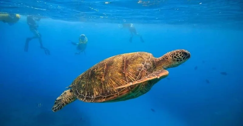 Oahu: Waikiki Turtle Canyons Cruise & Snorkel Excursion, swim with turtles in Oahu
