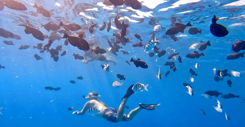 Oahu: Turtle Canyon Snorkeling Adventure with Gear, swim with turtles in Oahu