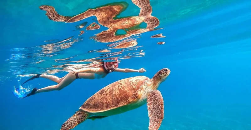 Honolulu: 2.5-Hour Waikiki Turtle Snorkel with Jumping Platform, swim with turtles in Oahu