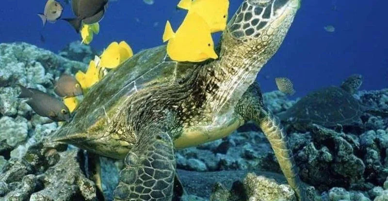 Waikiki Beach: Turtle Snorkeling & Sailing on the Hawea, swim with turtles in Oahu
