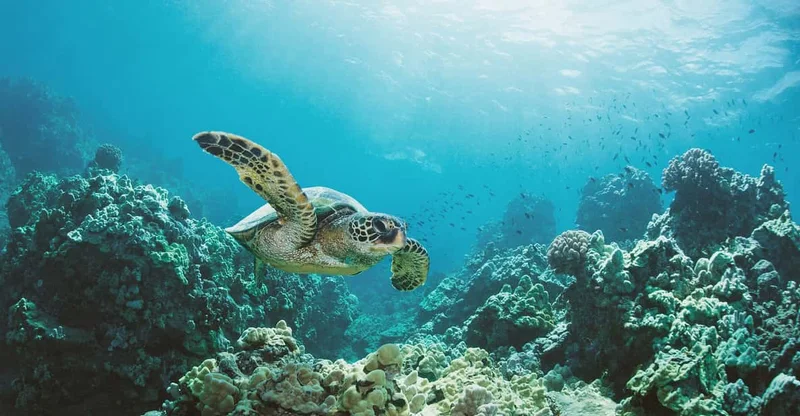 Oahu: Turtle Canyon Snorkeling Boat Tour with Snacks, swim with turtles in Oahu