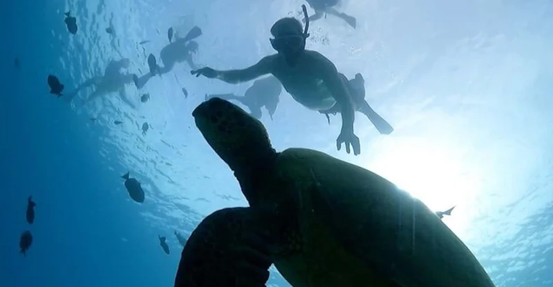Oahu: Waikiki Turtle Snorkeling Adventure Cruise, swim with turtles in Oahu