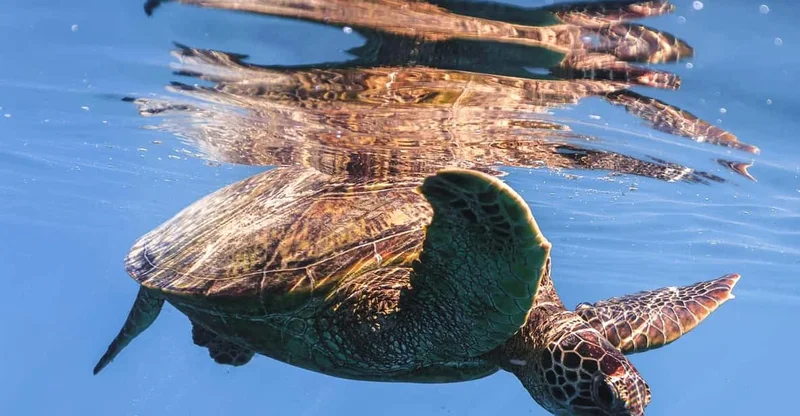 Oahu: Waikiki Turtle Canyon Snorkeling Tour, swim with turtles in Oahu
