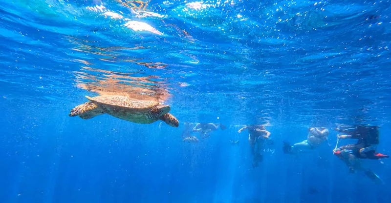 Oahu: Waikiki Turtle Canyon Snorkeling (Small Group, 6 Max), swim with turtles in Oahu