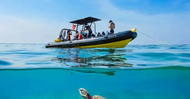Honolulu: Speed Boat Turtle Snorkel (Small Group), swim with turtles in Oahu
