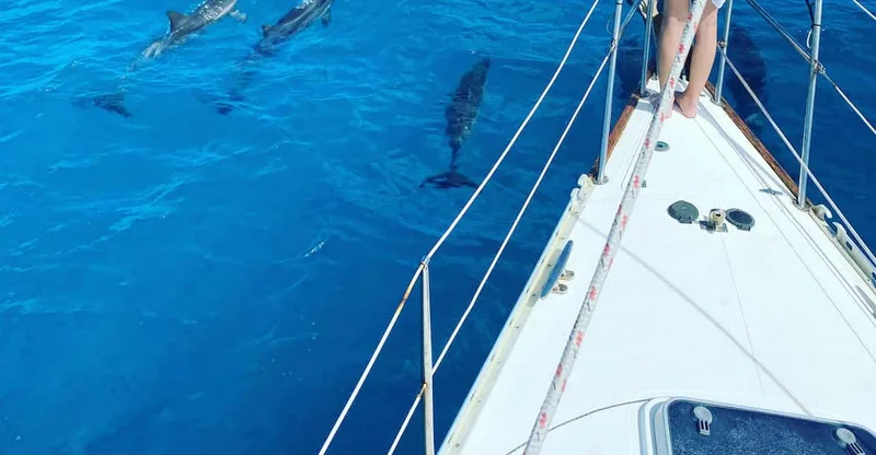 Oahu: Waikiki Sailing & Turtle Snorkeling (Small Group), swim with turtles in Oahu