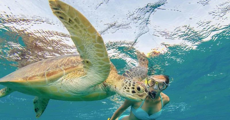 Oahu: Snorkeling with Turtles, Water Scooter & Paddleboard, swim with turtles in Oahu