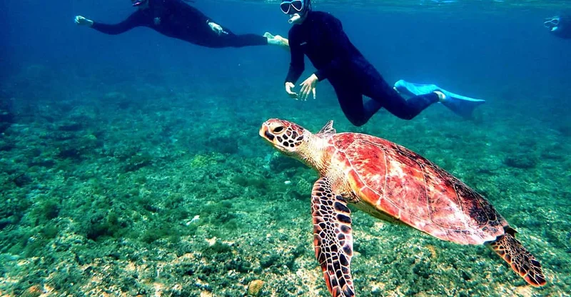 Okinawa: Full-Day Kerama Islands Snorkeling from Naha, swim with turtles in Okinawa, Japan