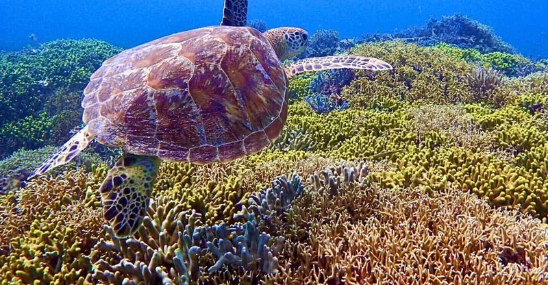 Kerama: Tokashiki Island Turtle Snorkeling from Naha, swim with turtles in Okinawa, Japan