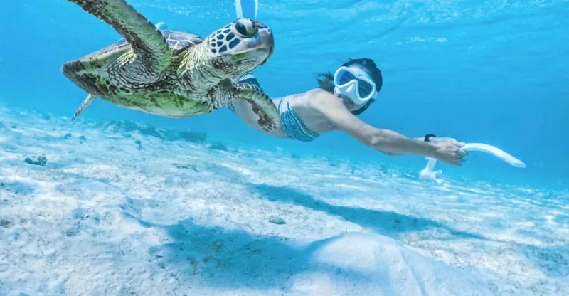 Miyako Island: Sea Turtle Snorkeling Tour, swim with turtles in Okinawa, Japan