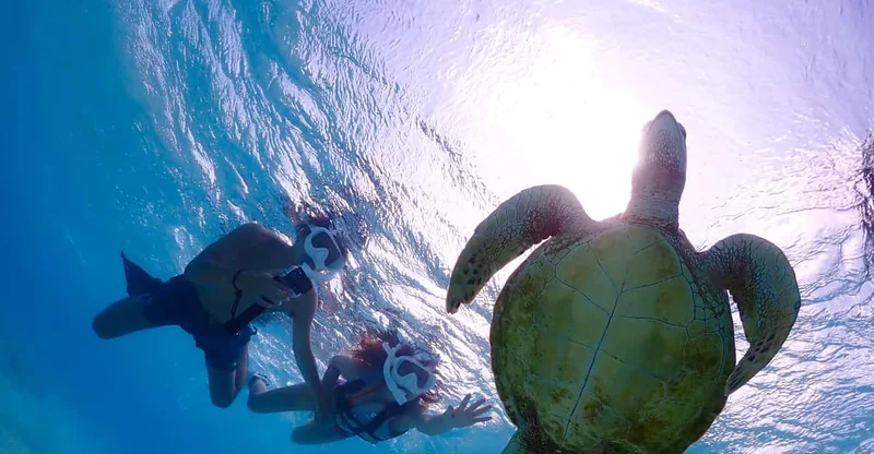 Miyako Island: Swim with Turtles & Clownfish Snorkel, swim with turtles in Okinawa, Japan