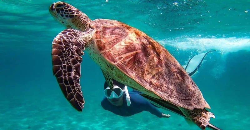 From Puerto Princesa: Port Barton Turtle & Island Hopping Day Trip, swim with turtles in Palawan