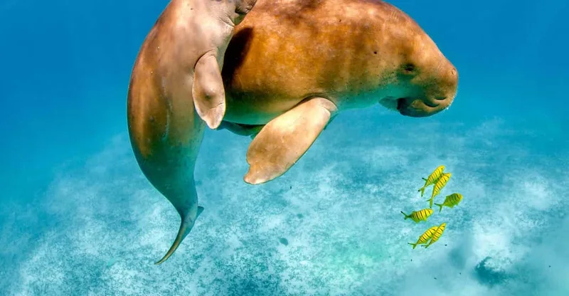 Coron: Sea Turtle & Coral Garden Snorkel with Dugong Watching, swim with turtles in Palawan
