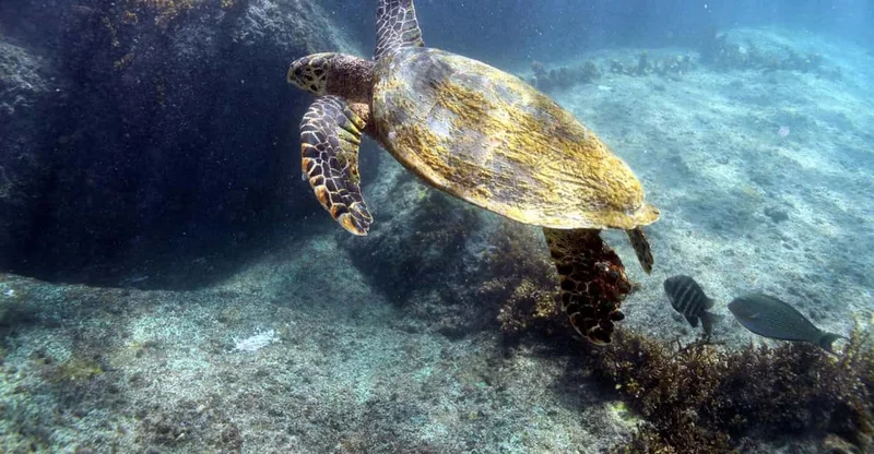 Private: Curieuse, St Pierre & Anse Georgette Boat Trip, swim with turtles in Praslin, Seychelles