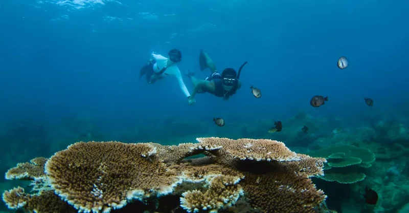 Semporna: 3-Island Snorkel & Turtle Reef Tour with Lunch, swim with turtles in Sipadan