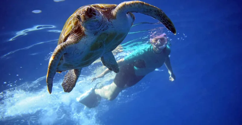 Tenerife: Kayak & Snorkel with Turtles and Dolphins, swim with turtles in Tenerife, Canary Islands