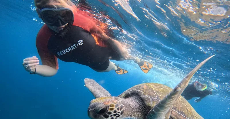 Tenerife: Snorkeling Boat Trip in a Turtle Habitat, swim with turtles in Tenerife, Canary Islands