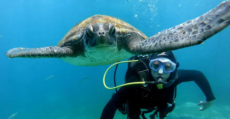 Tenerife: 2-in-1 Scuba & Snorkel with Turtles, swim with turtles in Tenerife, Canary Islands