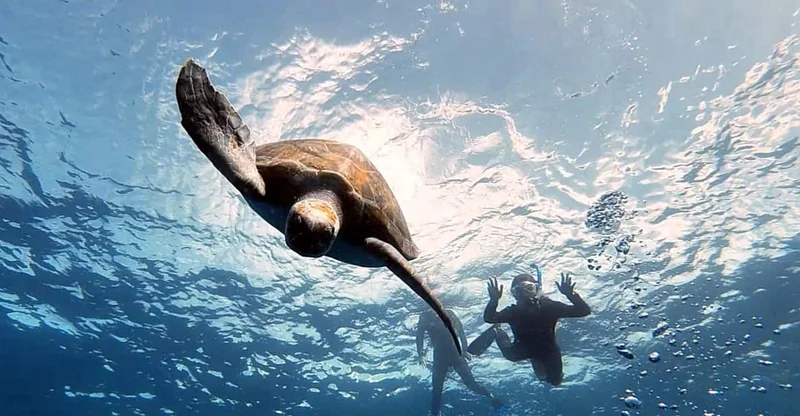 Abades: Tenerife Turtles & Rays Snorkeling Trip, swim with turtles in Tenerife, Canary Islands