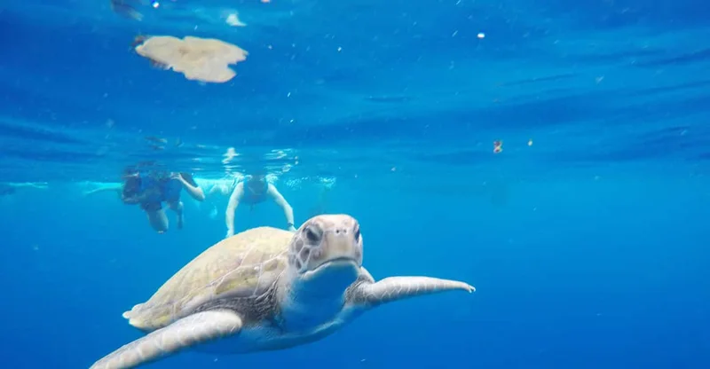 Tenerife: Kayak & Snorkel Turtle Safari with Photos, swim with turtles in Tenerife, Canary Islands