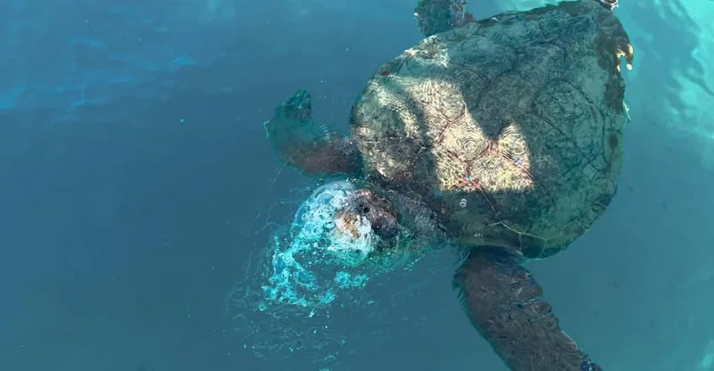Zakynthos: Turtles, Marathonisi & Keri Caves Speedboat Tour, swim with turtles in Zakynthos, Greece