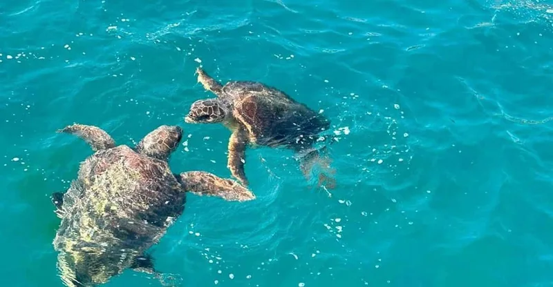 Zakynthos: Turtle Spotting Glass-Bottom Boat Cruise, swim with turtles in Zakynthos, Greece
