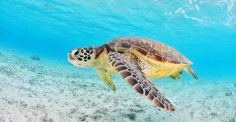 Zakynthos: Turtle Spotting Boat Trip in Laganas Bay, swim with turtles in Zakynthos, Greece