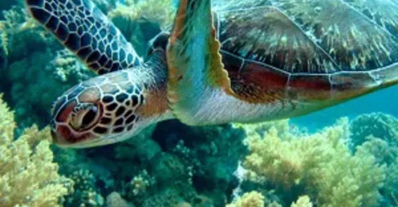 Zanzibar: Swim with Sea Turtles at Nungwi Lagoon, swim with turtles in Zanzibar, Tanzania