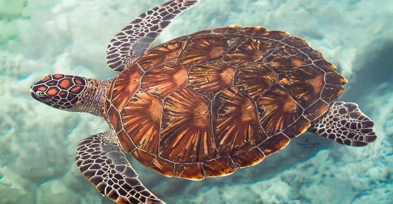 Zanzibar: Salaam Cave Sea Turtle Swim, Kizimkazi, swim with turtles in Zanzibar, Tanzania