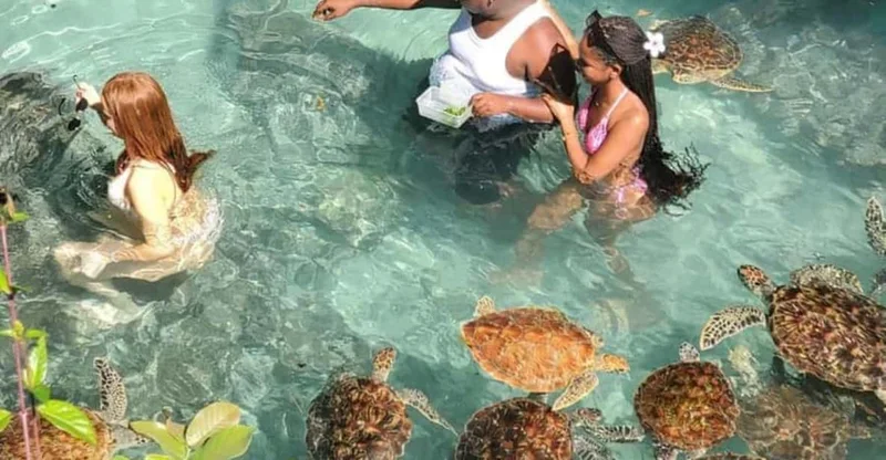 Salaam Cave Turtle Swim & Lunch at The Rock Restaurant, swim with turtles in Zanzibar, Tanzania